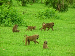 Baboons